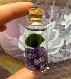 Marimo Moss Ball - Amethyst