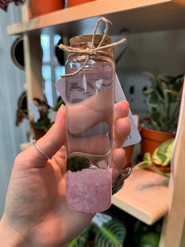 Marimo Moss Ball - Rose Quartz