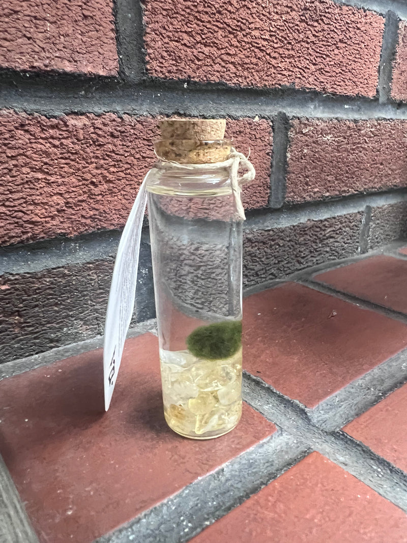Marimo Moss Ball - Citrine