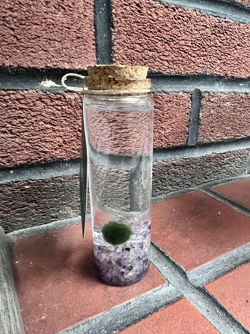 Marimo Moss Ball - Amethyst