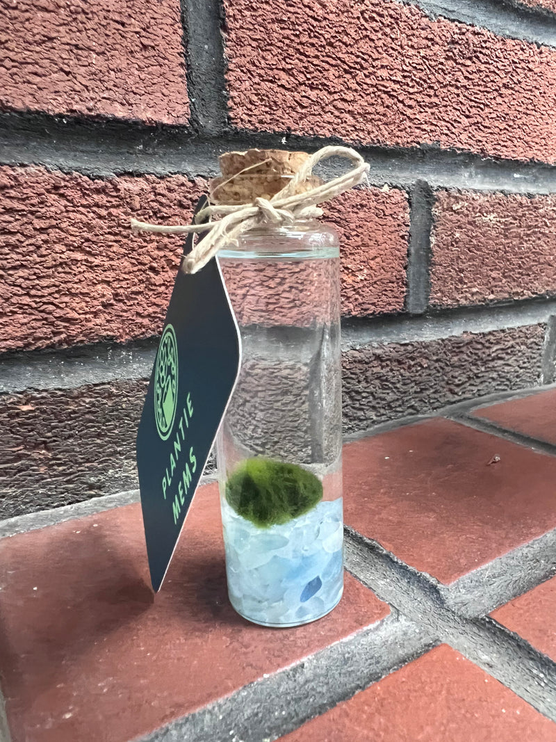 Marimo Moss Ball - Aquamarine