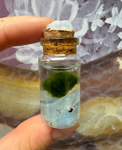 Marimo Moss Ball - Aquamarine