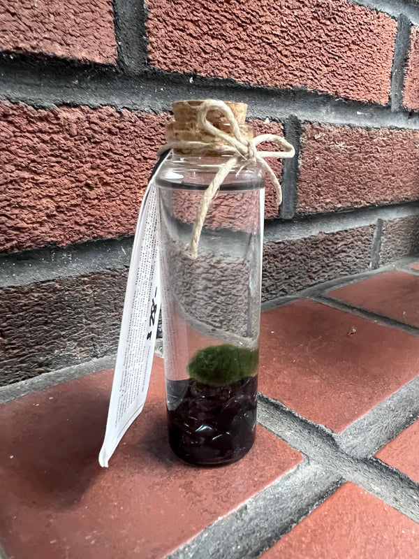 Marimo Moss Ball - Garnet