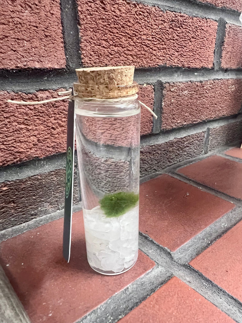 Marimo Moss Ball - Clear Quartz