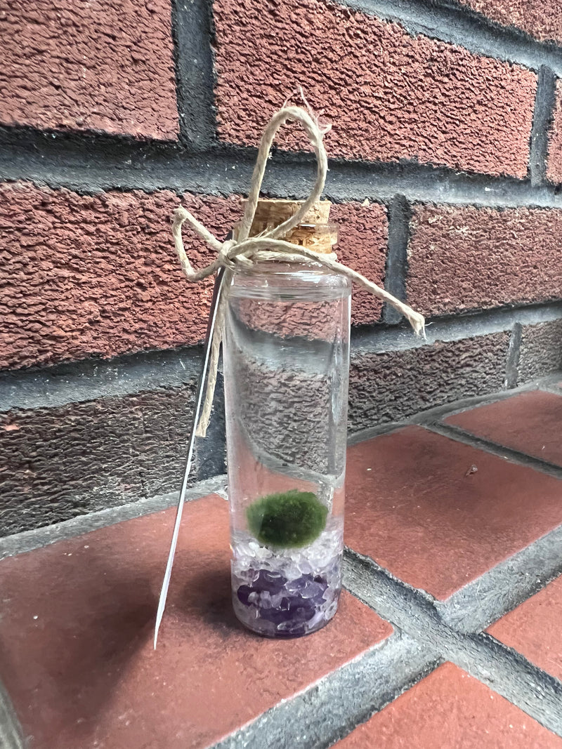 Marimo Moss Ball - Amethyst