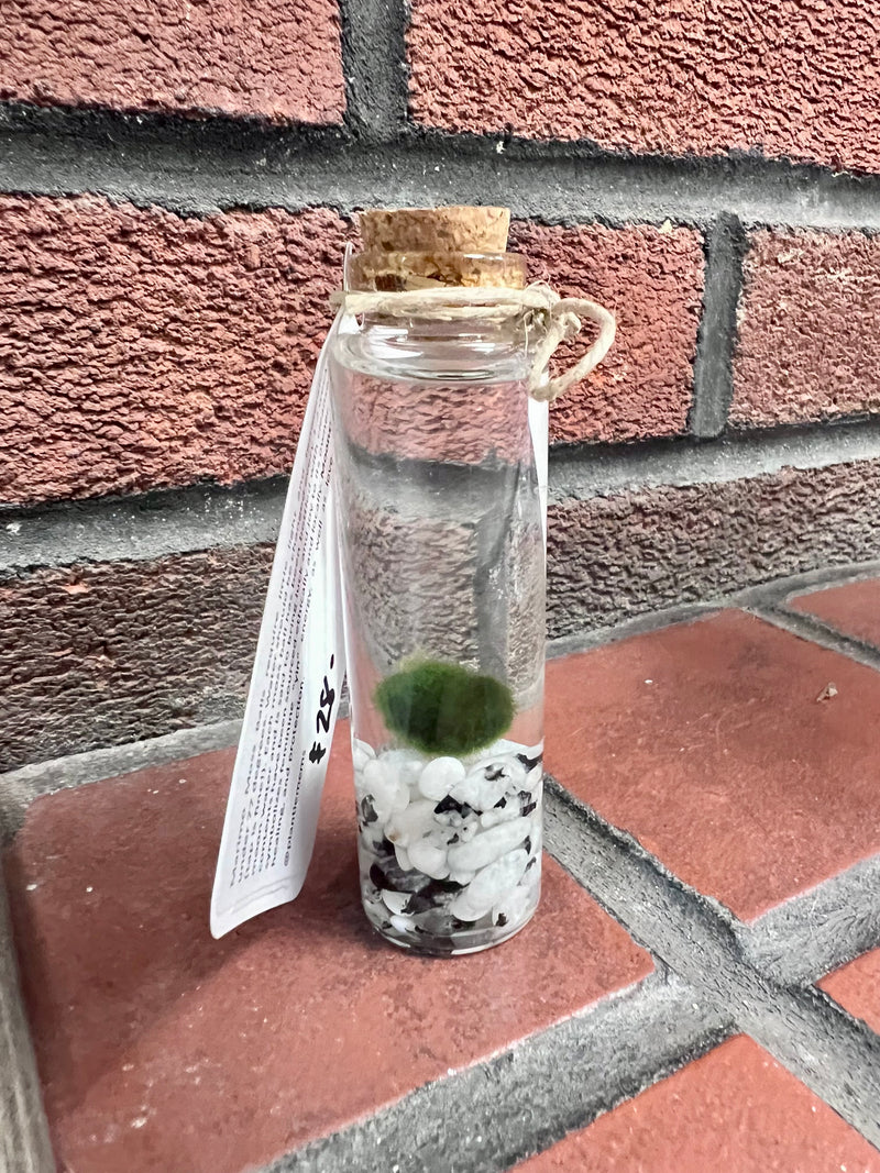Marimo Moss Ball - Rainbow Moonstone