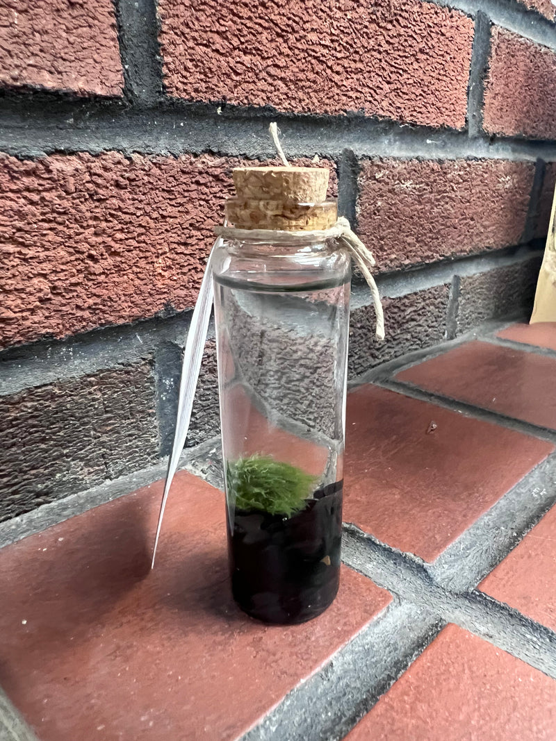 Marimo Moss Ball - Obsidian