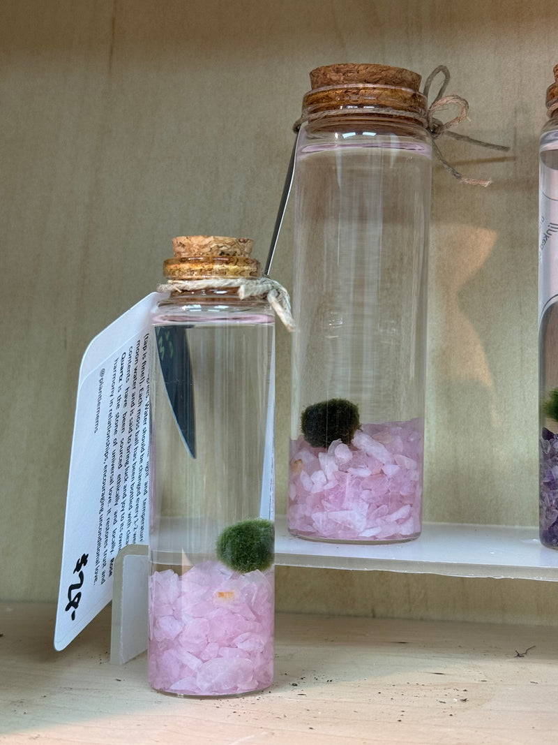 Marimo Moss Ball - Rose Quartz