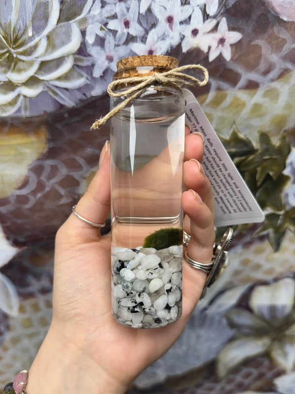 Marimo Moss Ball - Rainbow Moonstone