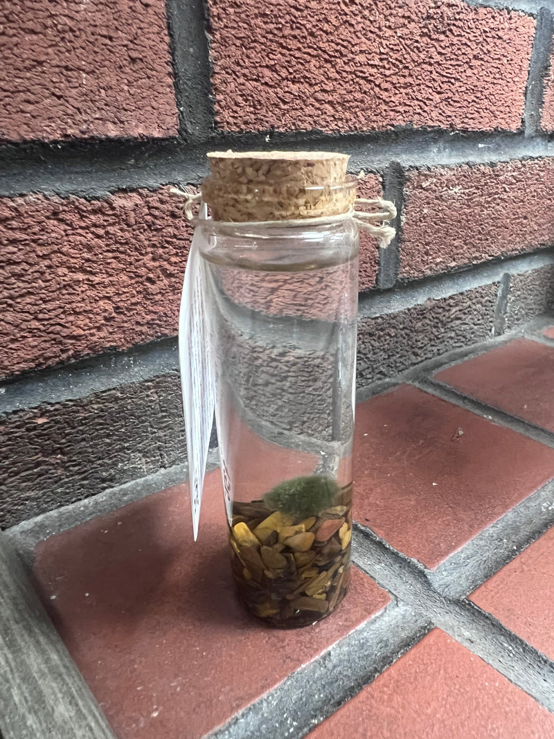 Marimo Moss Ball - Tigers Eye