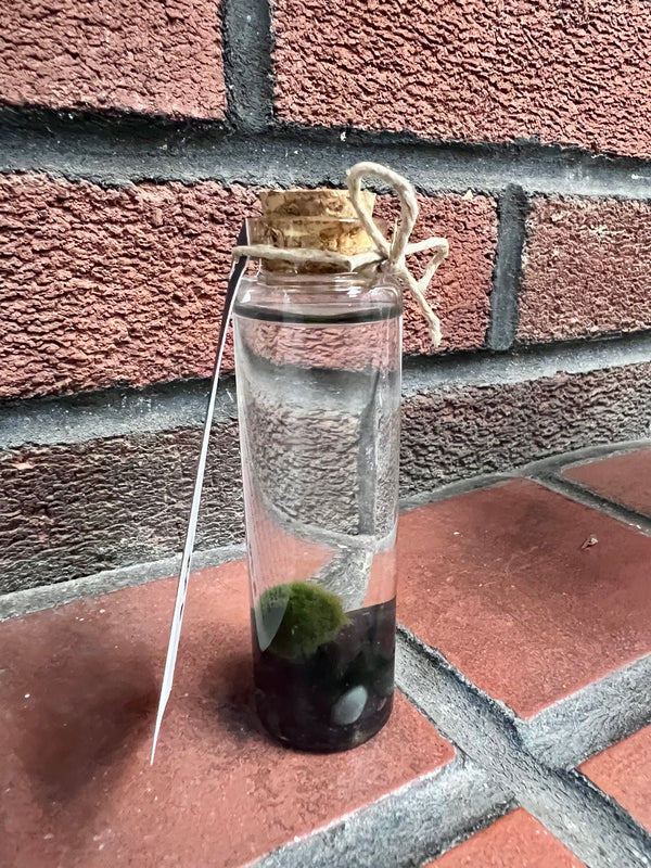 Marimo Moss Ball - Smoky Quartz