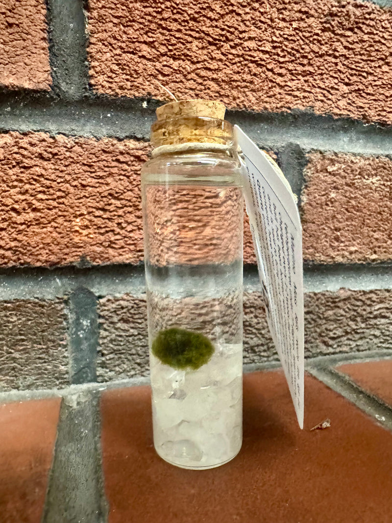 Marimo Moss Ball - Clear Quartz