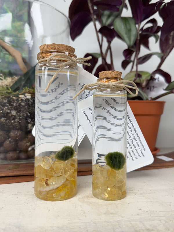 Marimo Moss Ball - Citrine