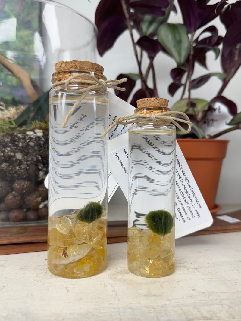 Marimo Moss Ball - Citrine