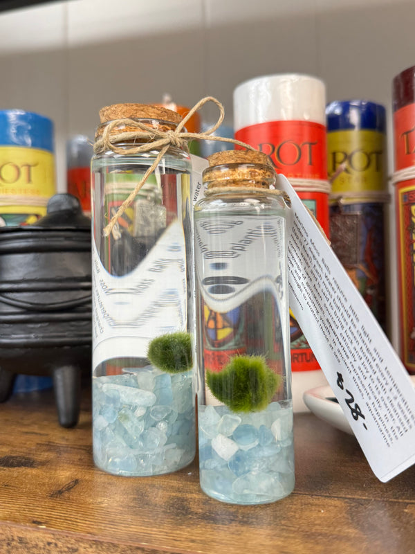 Marimo Moss Ball - Aquamarine