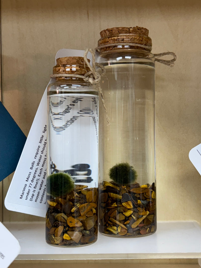 Marimo Moss Ball - Tigers Eye