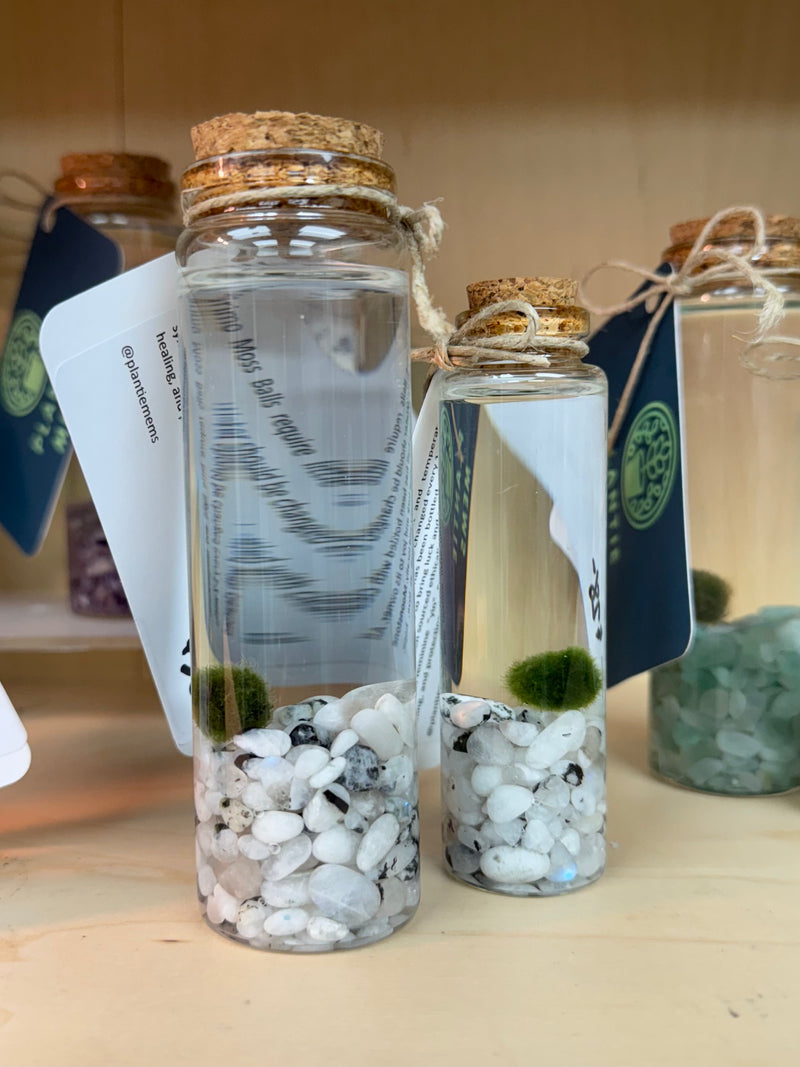 Marimo Moss Ball - Rainbow Moonstone