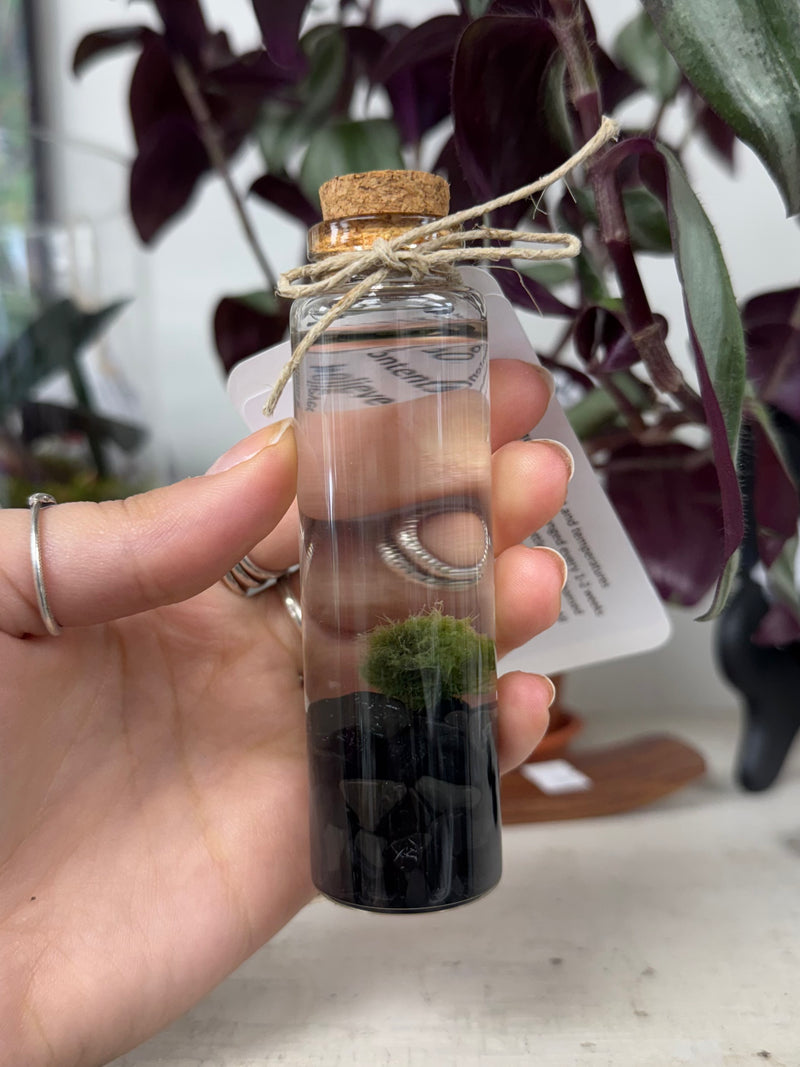 Marimo Moss Ball - Obsidian