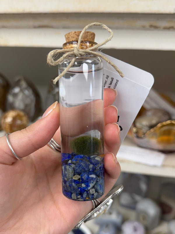 Marimo Moss Ball - Lapis Lazuli