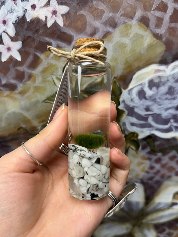 Marimo Moss Ball - Rainbow Moonstone