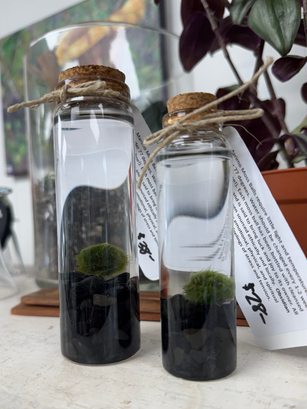 Marimo Moss Ball - Obsidian