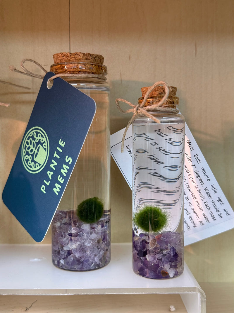 Marimo Moss Ball - Amethyst
