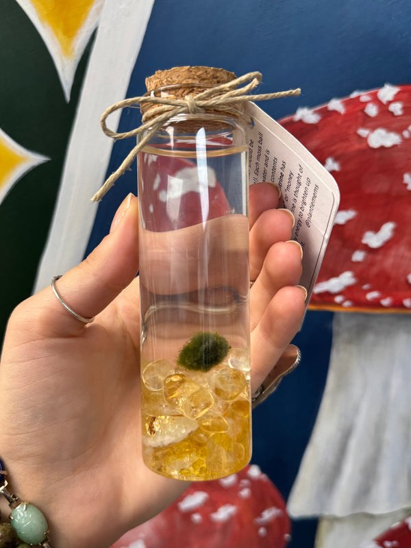 Marimo Moss Ball - Citrine