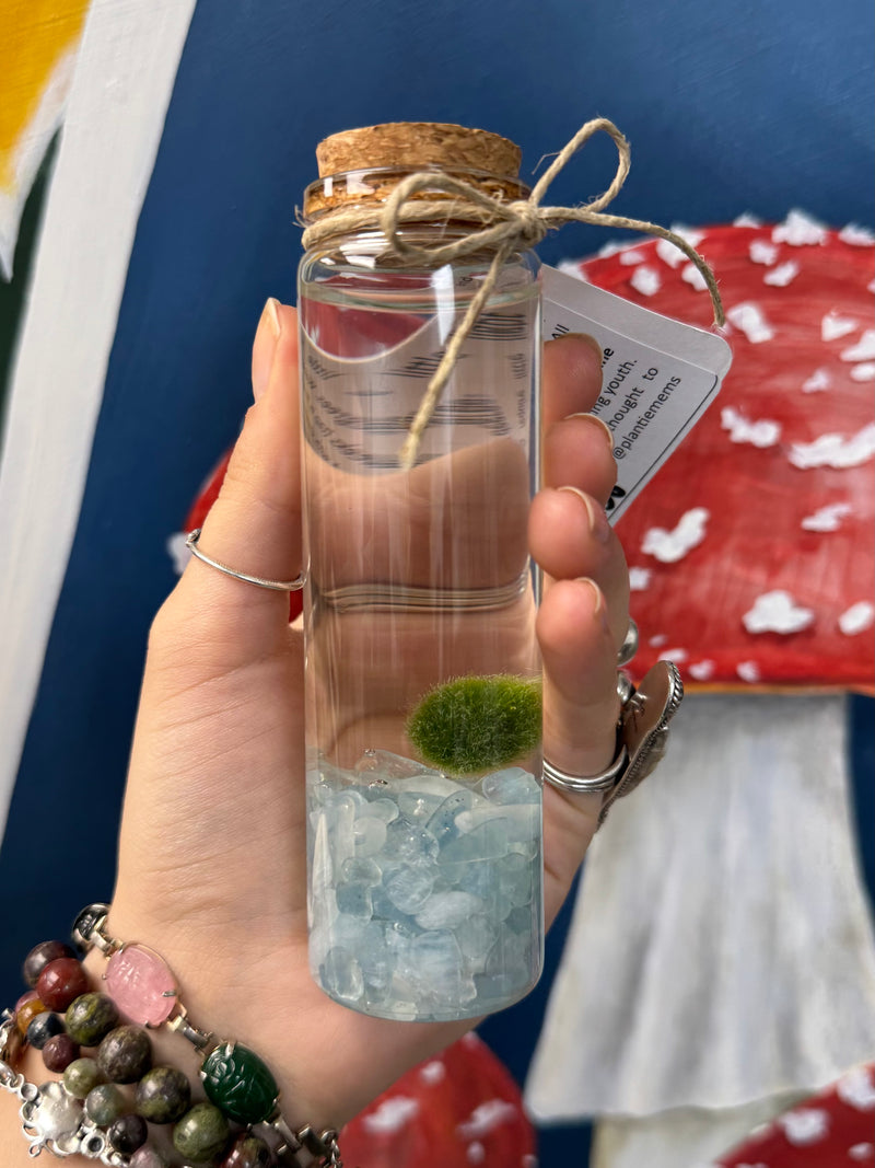 Marimo Moss Ball - Aquamarine