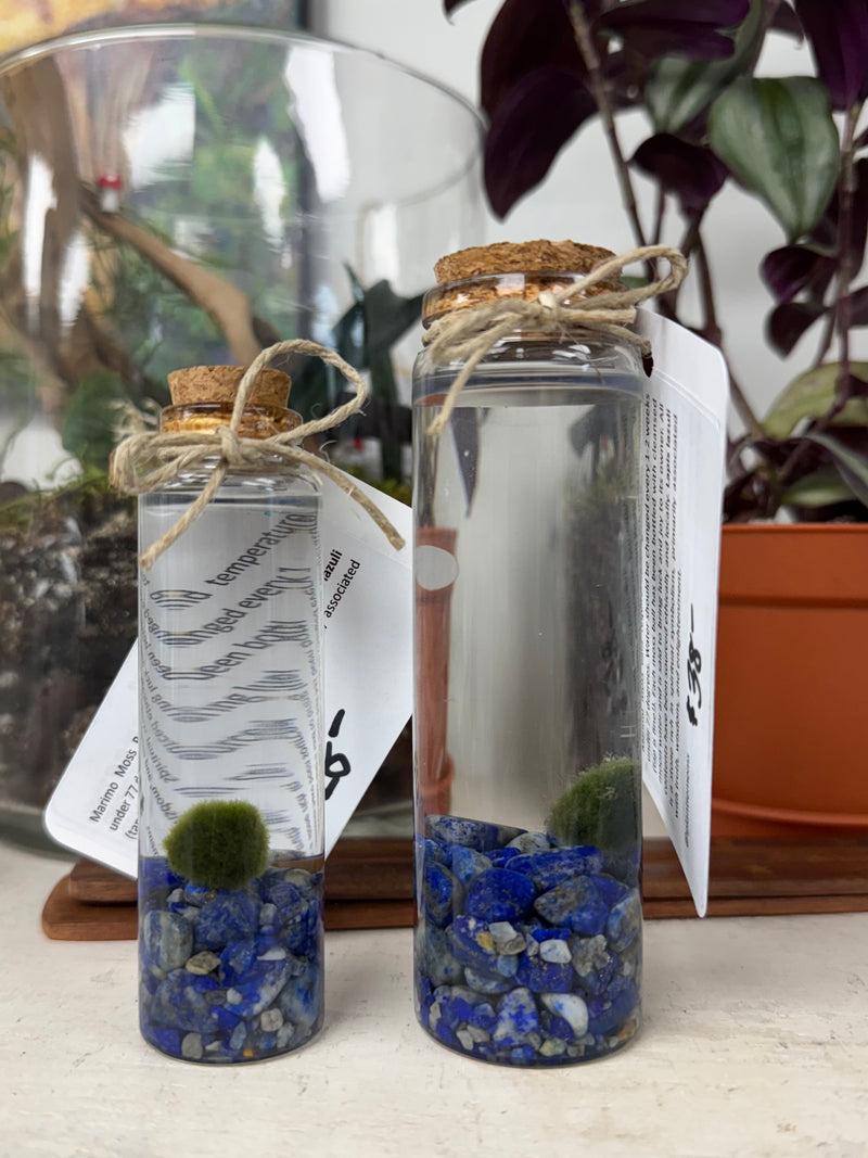 Marimo Moss Ball - Lapis Lazuli