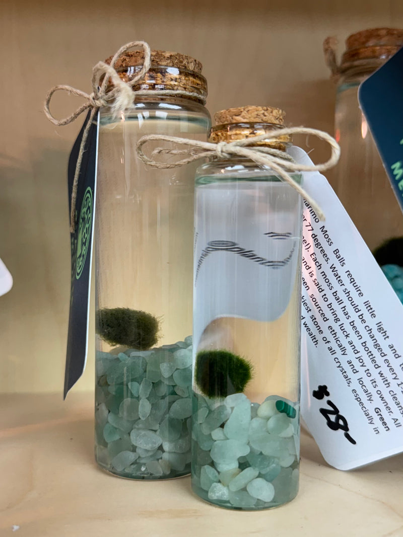 Marimo Moss Ball - Green Aventurine