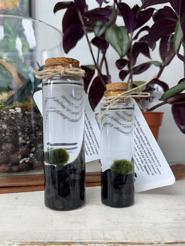 Marimo Moss Ball - Obsidian