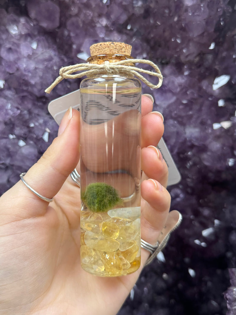Marimo Moss Ball - Citrine