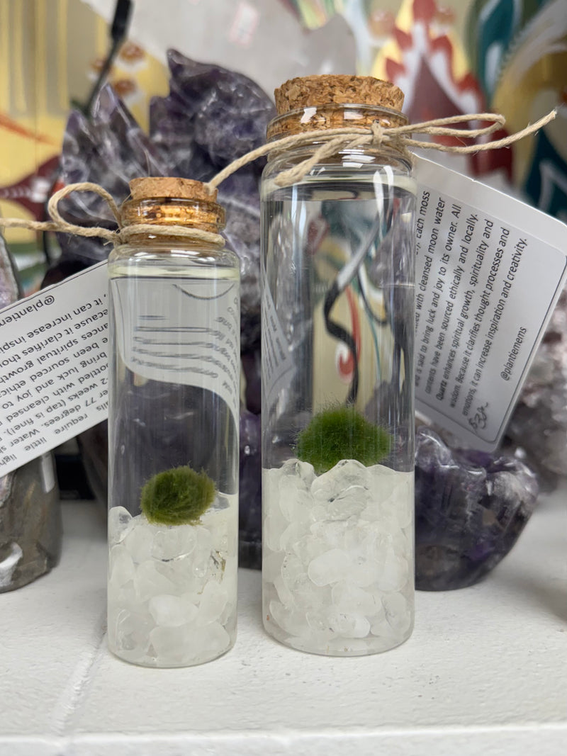 Marimo Moss Ball - Clear Quartz