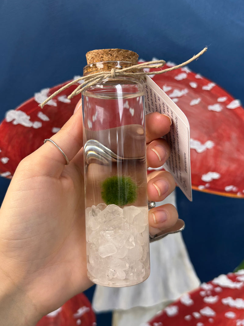 Marimo Moss Ball - Clear Quartz