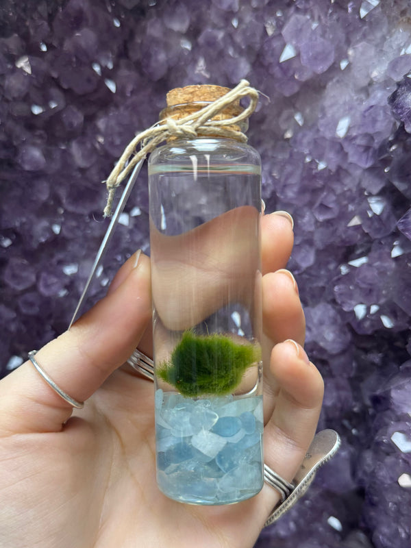 Marimo Moss Ball - Aquamarine