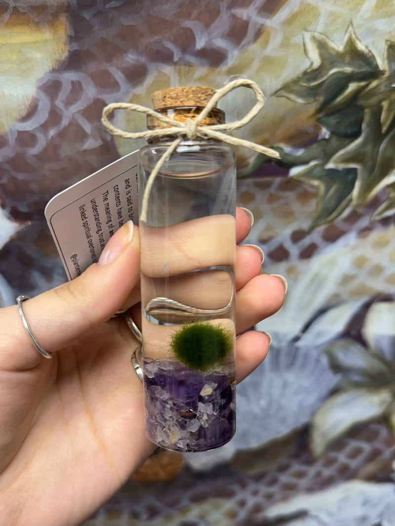 Marimo Moss Ball - Amethyst