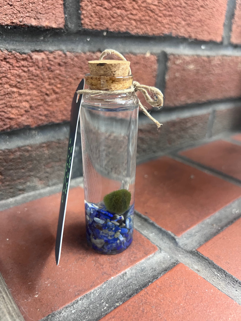 Marimo Moss Ball - Lapis Lazuli