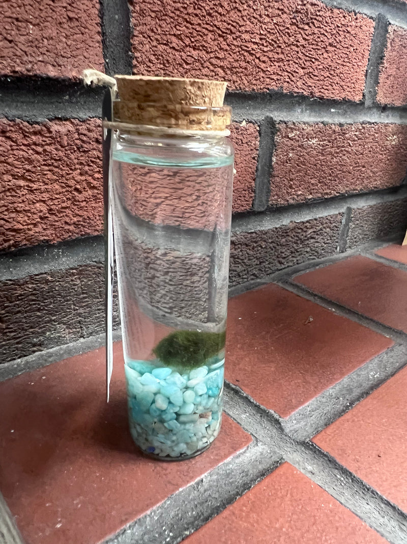 Marimo Moss Ball - Amazonite