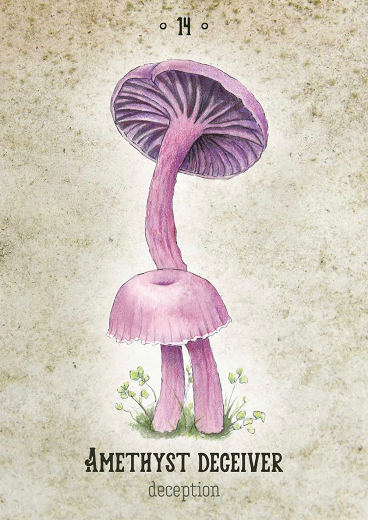 Mushroom Spirit Oracle by Nicola McIntosh