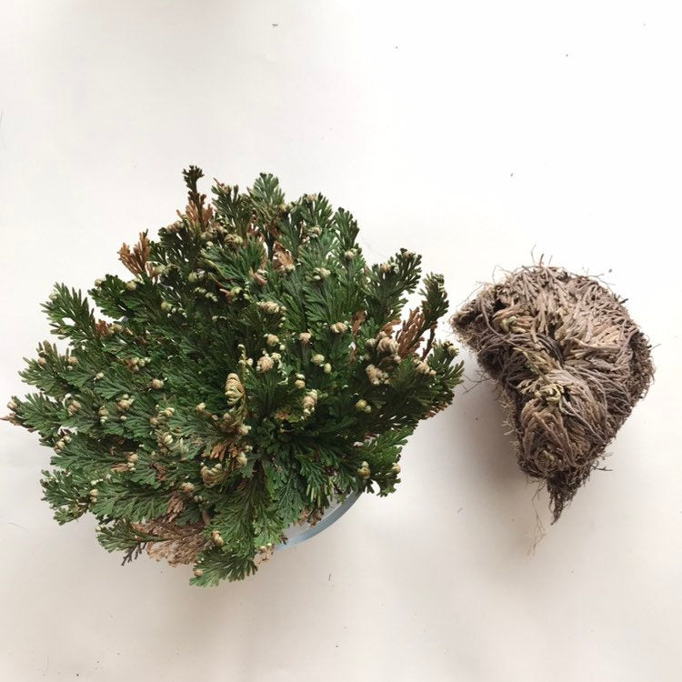 Rose of Jericho Resurrection Flower – Witch's Way Craft